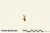 藏品(卷葉苔屬)的圖片